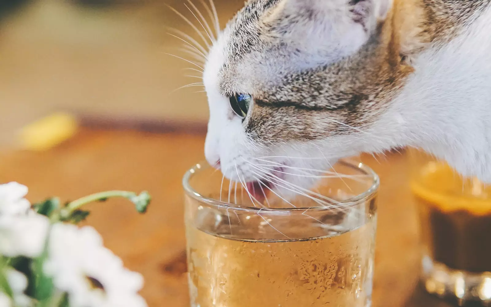 Если кошка редко пьет воду, расставьте кружки и стаканы с водой в разных частях дома: на столах, подоконниках и полках. Некоторые кошки охотнее пьют воду из посуды хозяина, потому что считают ее безопасной.