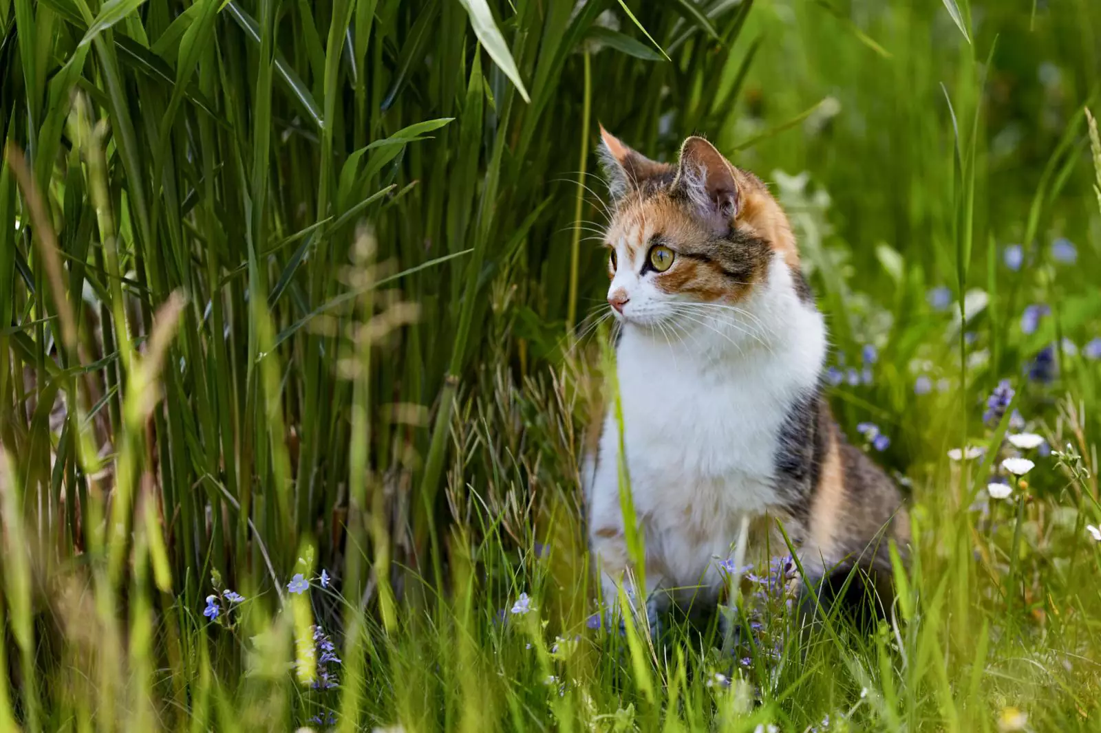 Устройте коту живой уголок с настоящей травой и безопасными растениями, которые он сможет грызть в свое удовольствие.