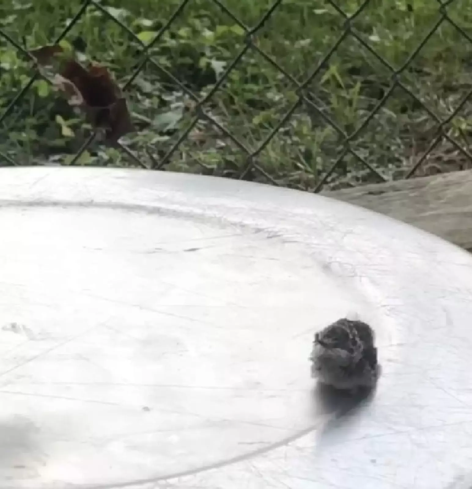 Девушка посадила птенца на перевернутую миску, чтобы его смогла найти мама. 
