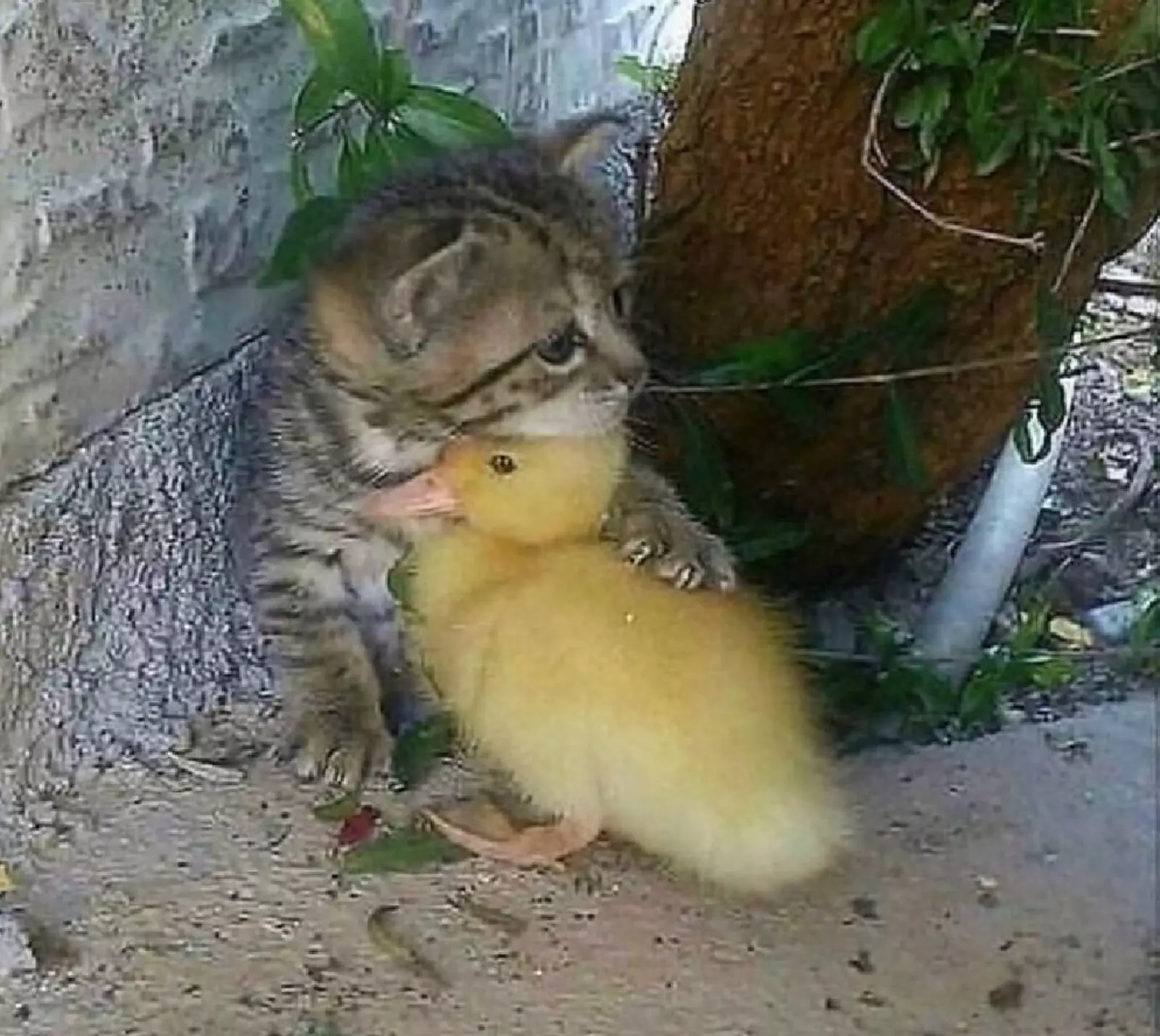 Друзья навсегда. Друзья навсегда.