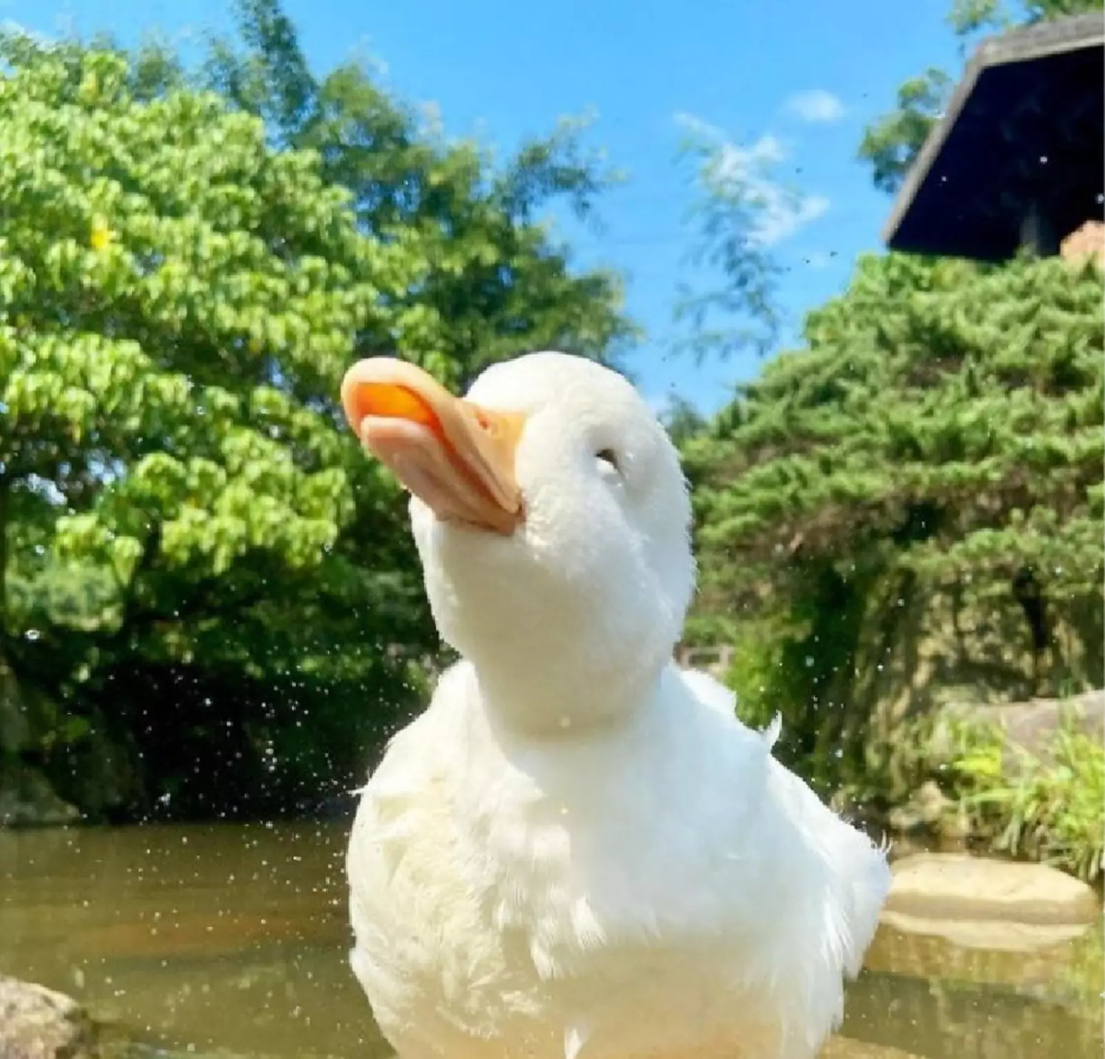 Наслаждается солнышком. Наслаждается солнышком.