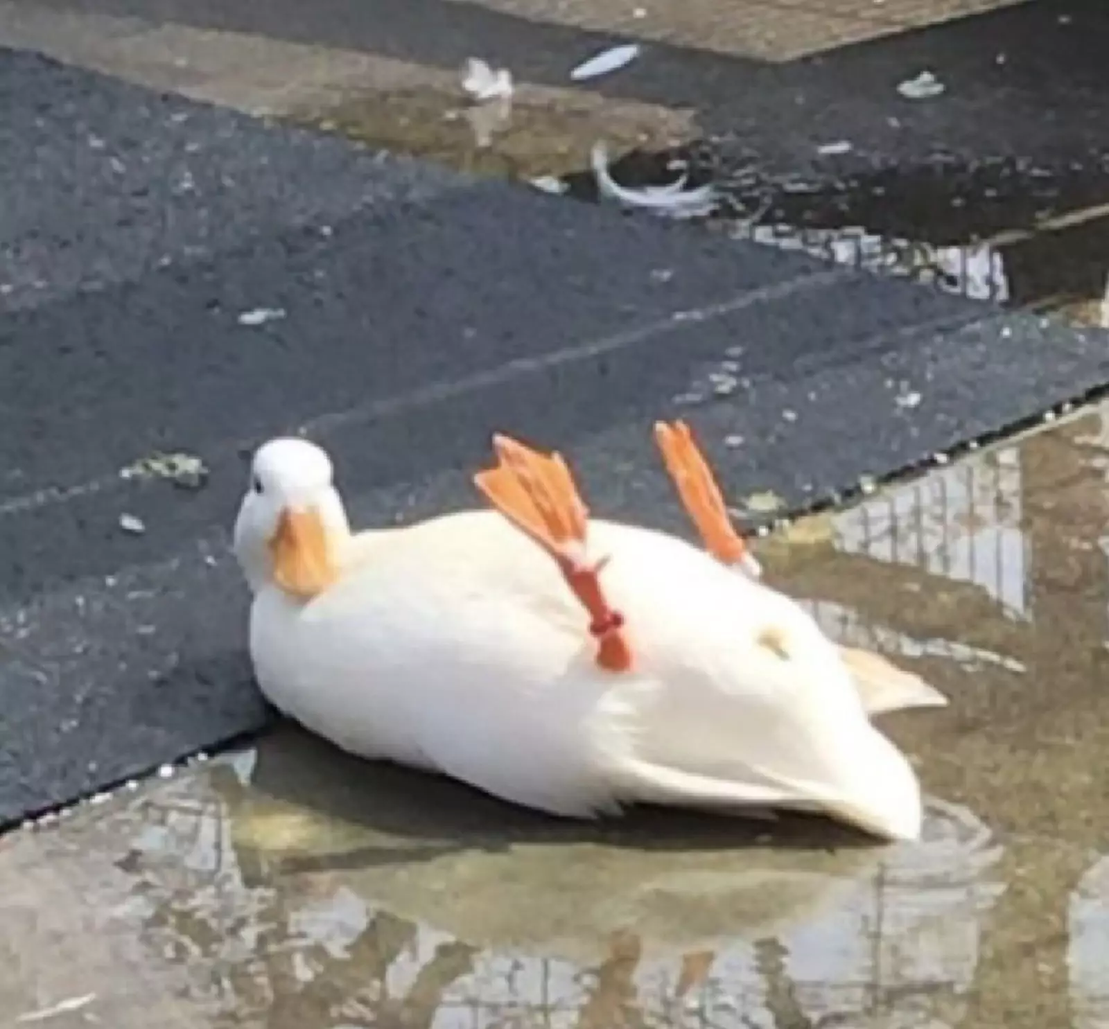 «Дратути. Почешите пузико». «Дратути. Почешите пузико».