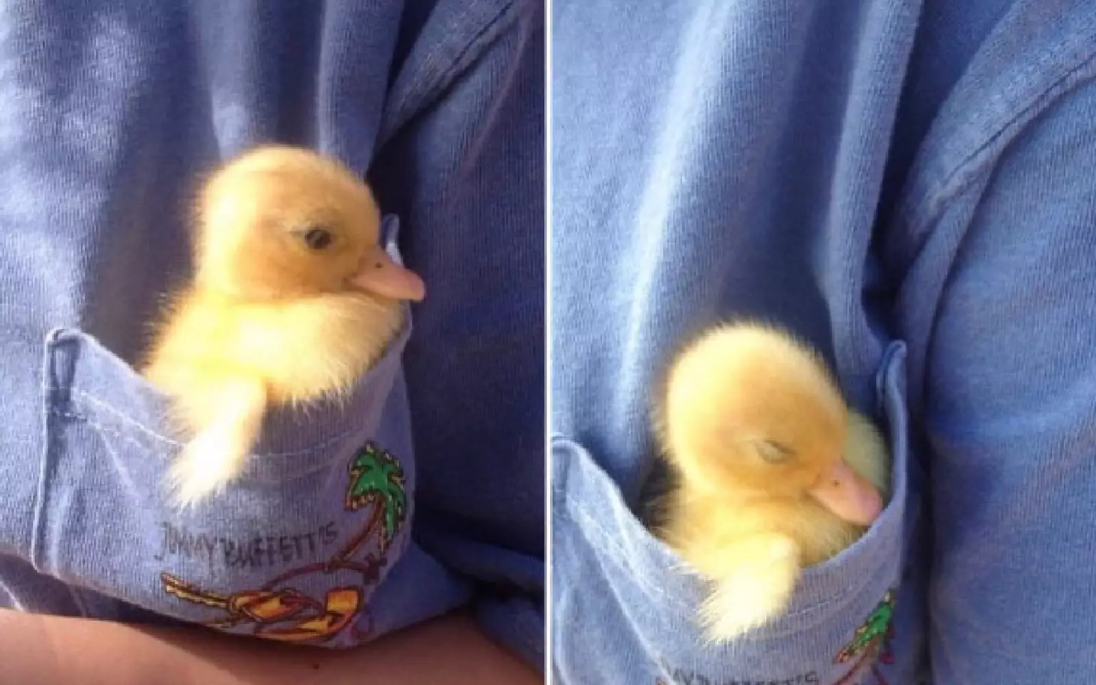 Идеальное место для сна. Идеальное место для сна.