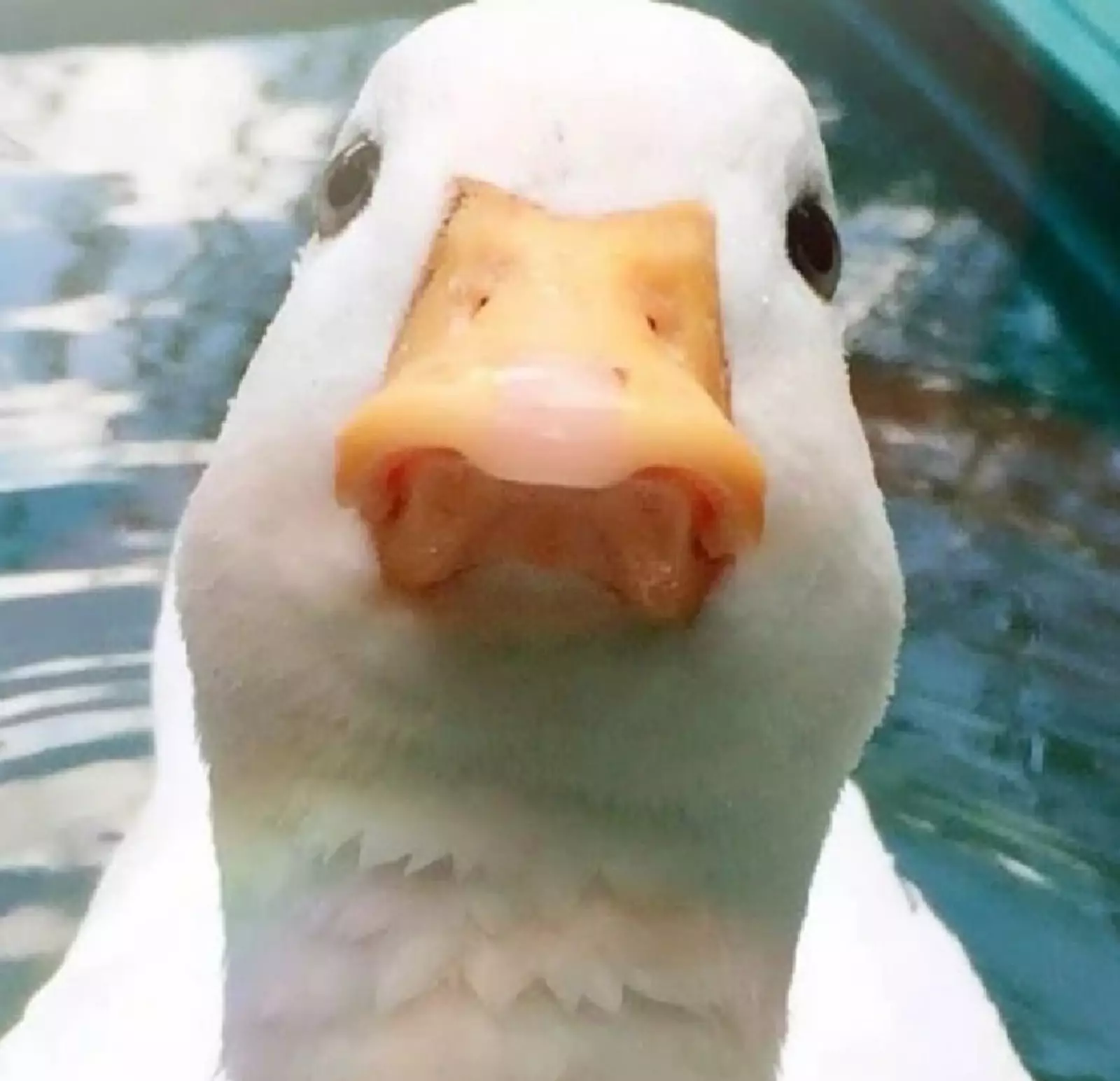 Кажется, он чем-то недоволен. Кажется, он чем-то недоволен.