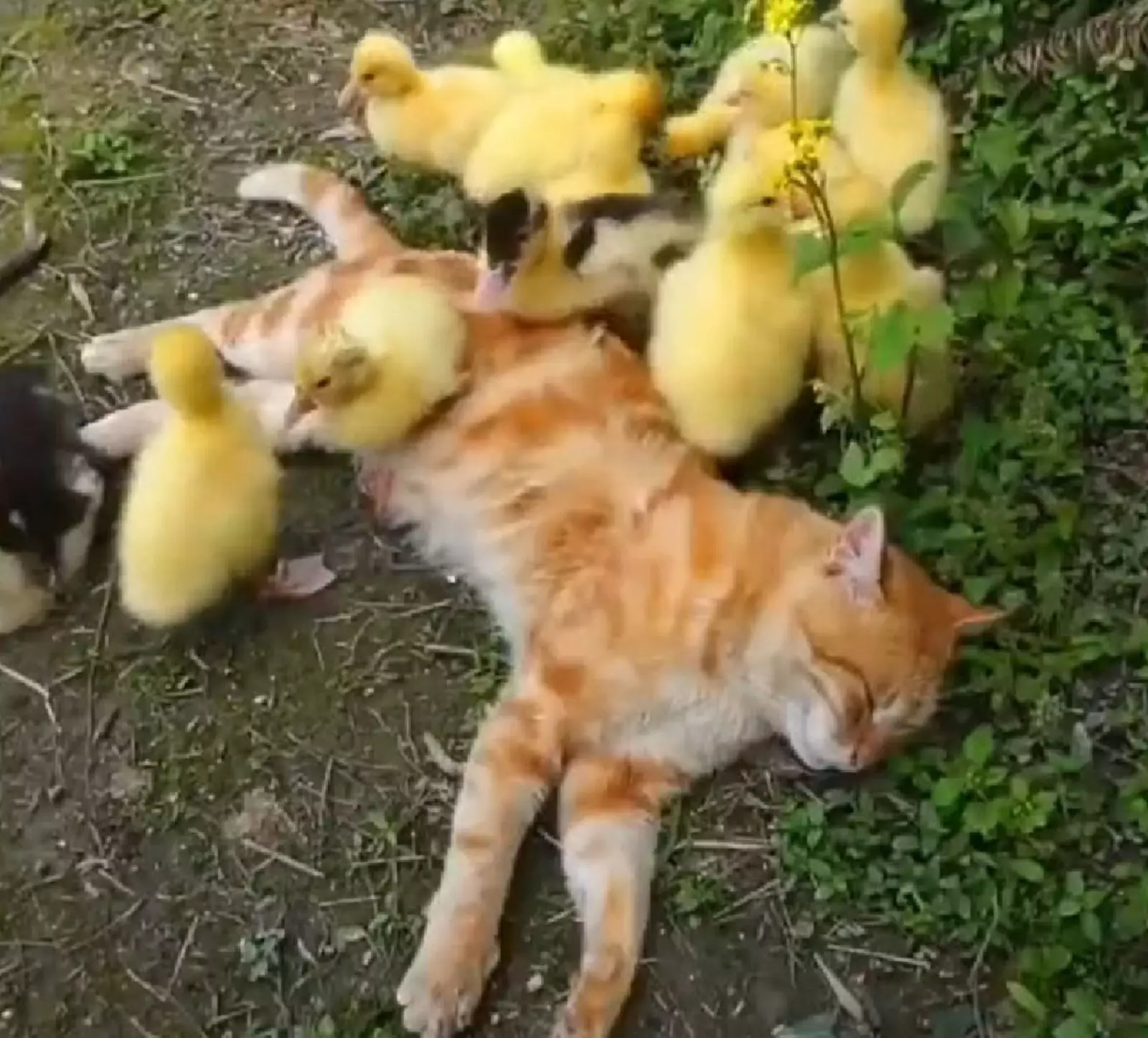 Атака милотой. Атака милотой.