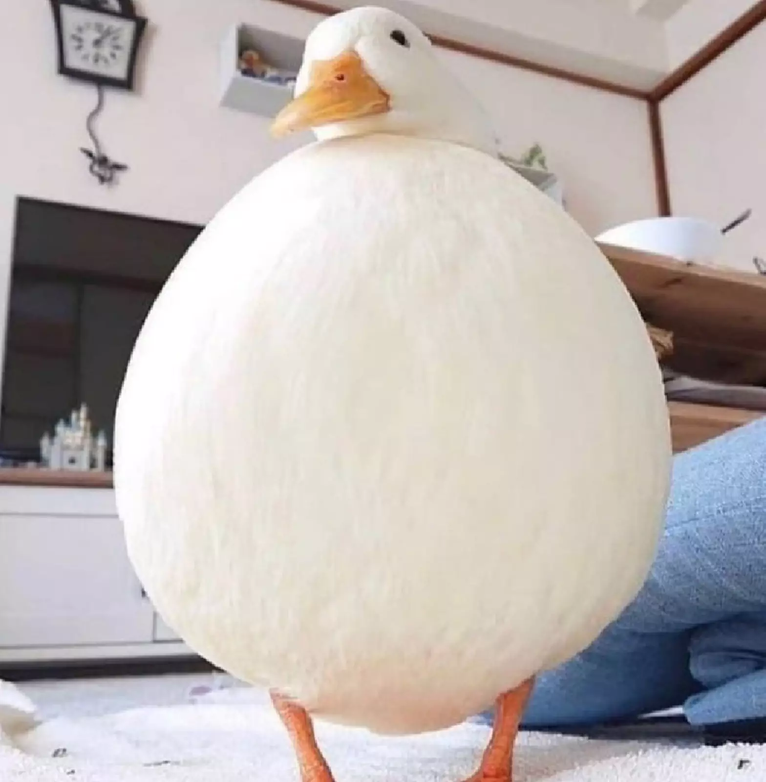 Пернатый шарик. Пернатый шарик.