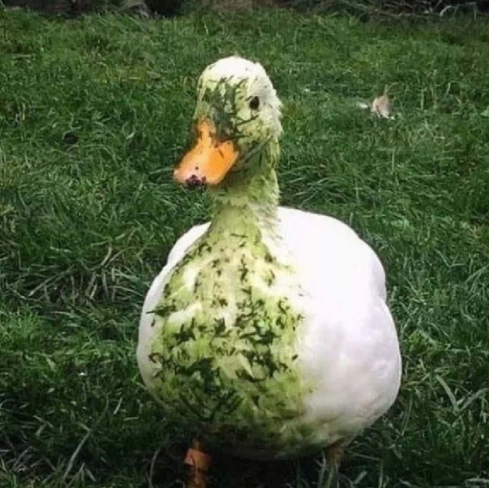 «Мам, я немного испачкалась». «Мам, я немного испачкалась».