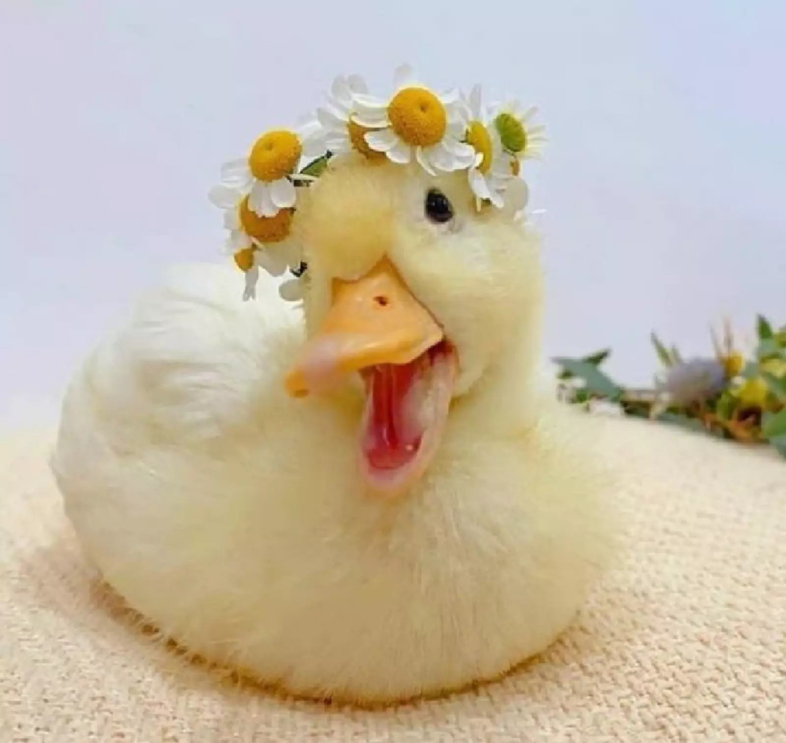 Модель возмущена. Модель возмущена.