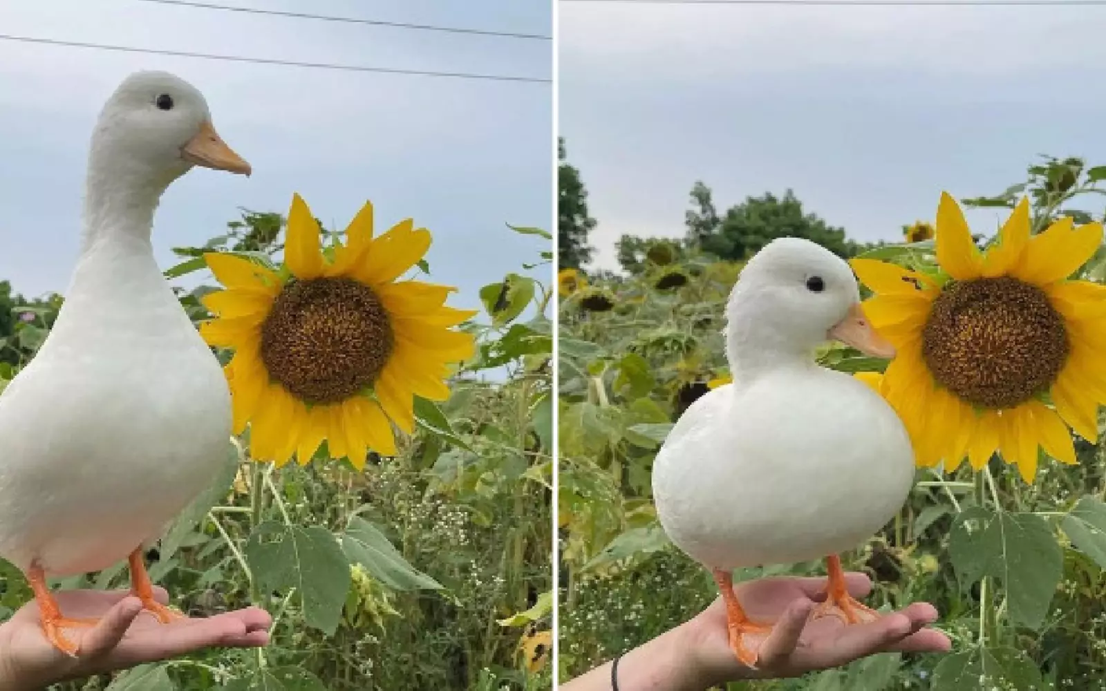 Летняя фотосессия. Летняя фотосессия.