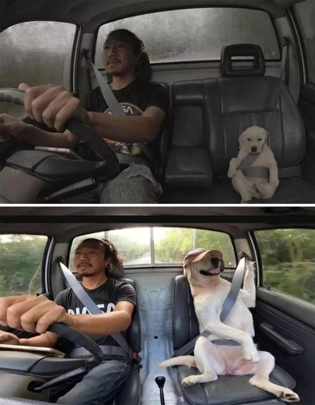 Лучший друг человека.