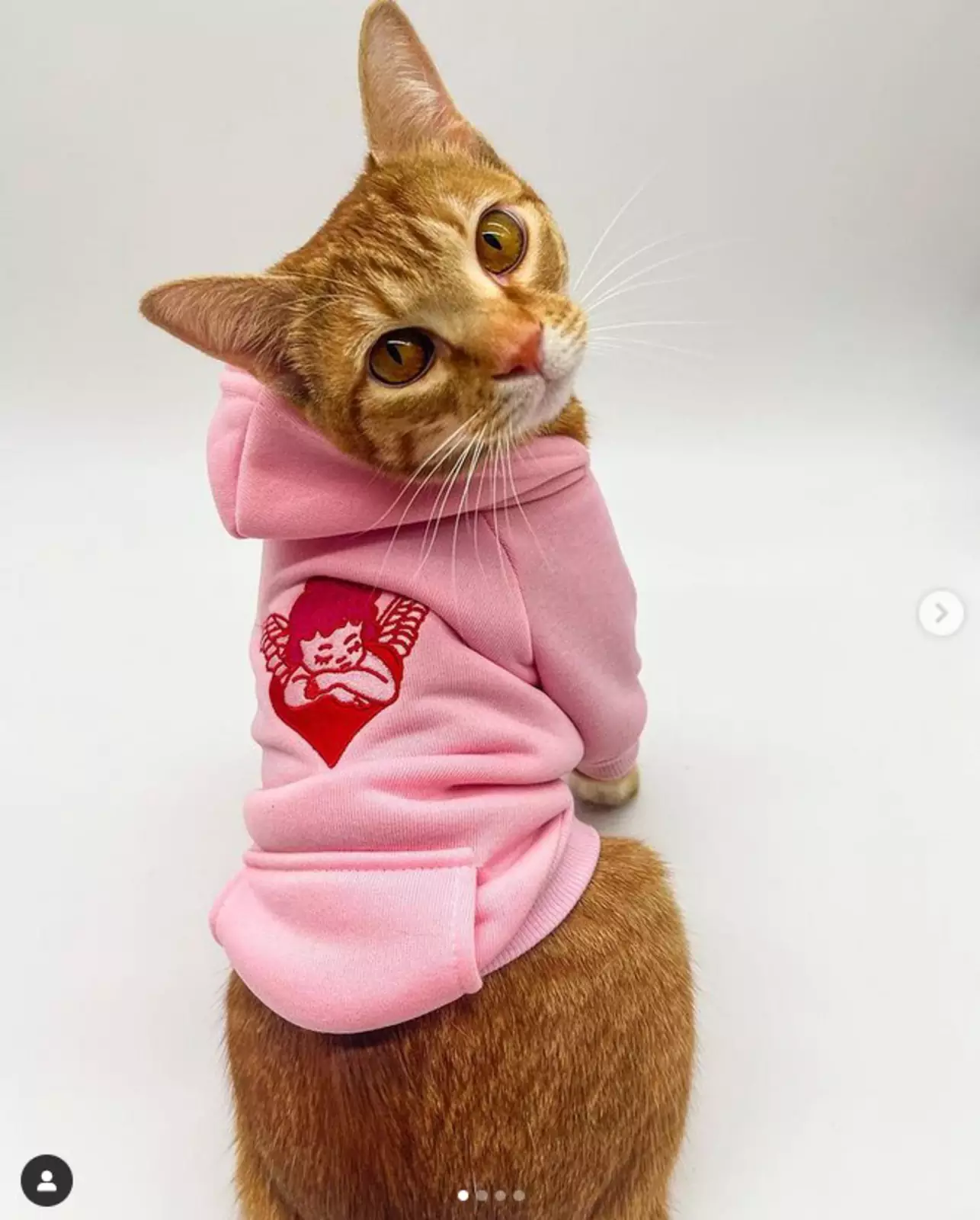 После выпуска, Франческа собирается заниматься созданием одежды, и в этом тоже будет участвовать ее любимая кошка. После выпуска, Франческа собирается заниматься созданием одежды, и в этом тоже будет участвовать ее любимая кошка.