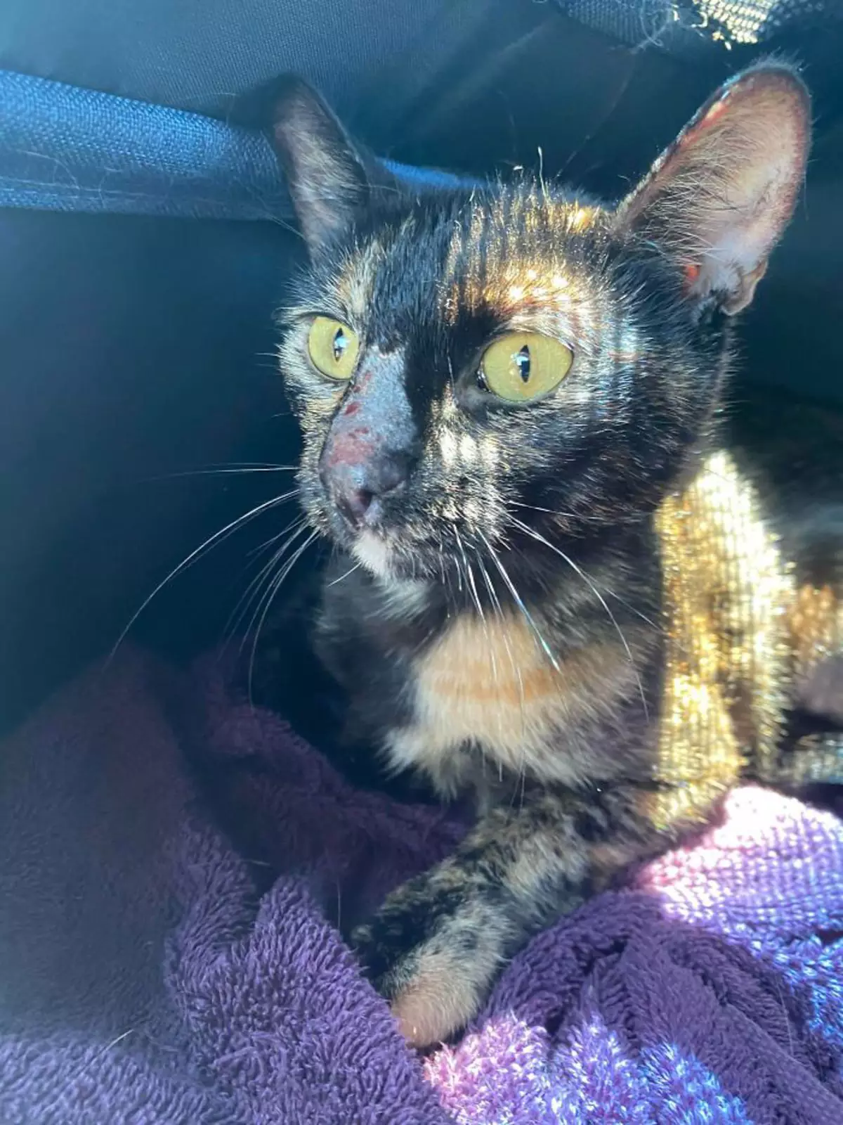 «Нам сказали, что, возможно, ее шерсть выпадает из-за рака. Но мы все равно забрали ее домой. Оказалось, что это был просто стресс». «Нам сказали, что, возможно, ее шерсть выпадает из-за рака. Но мы все равно забрали ее домой. Оказалось, что это был просто стресс».