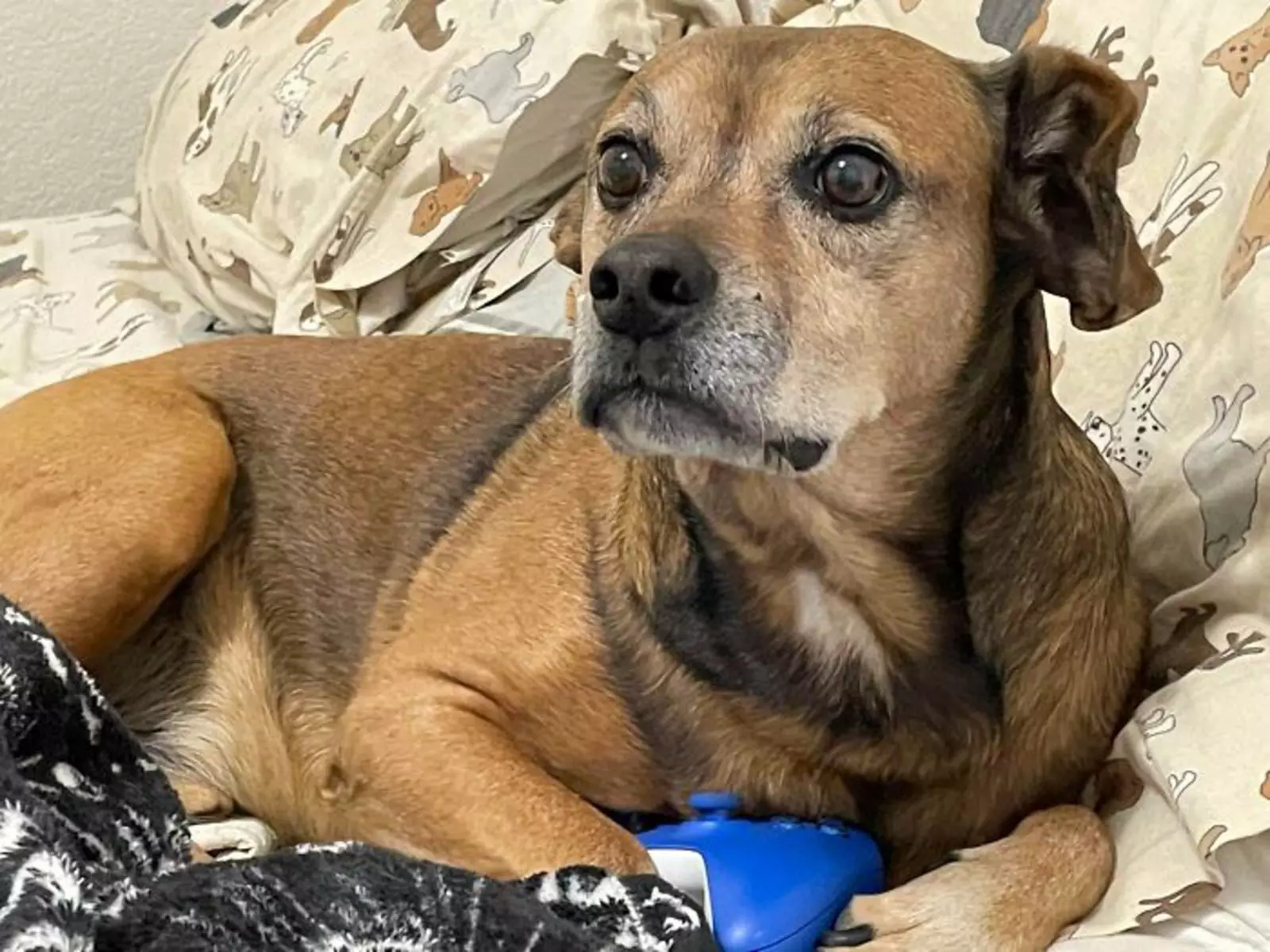 «Мы с мужем „усыновляем“ старых собак и делаем их золотые годы прекрасными. Это Алмонд, и ему 11 лет». «Мы с мужем „усыновляем“ старых собак и делаем их золотые годы прекрасными. Это Алмонд, и ему 11 лет».