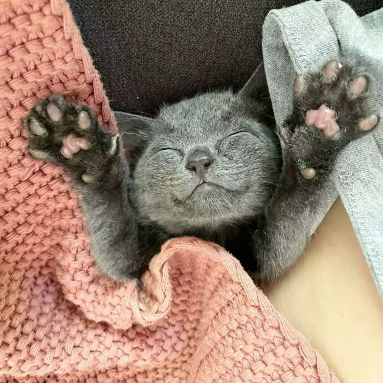 «Моя кошечка Грейс всегда такая улыбчивая!» «Моя кошечка Грейс всегда такая улыбчивая!»