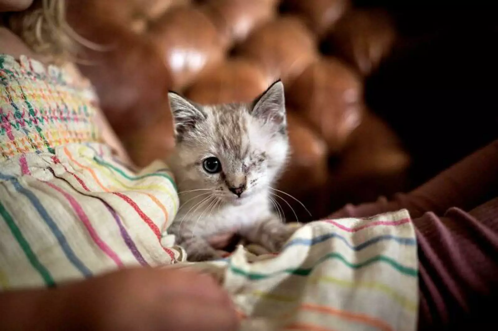 «Мне она кажется просто идеальной кошкой». «Мне она кажется просто идеальной кошкой».