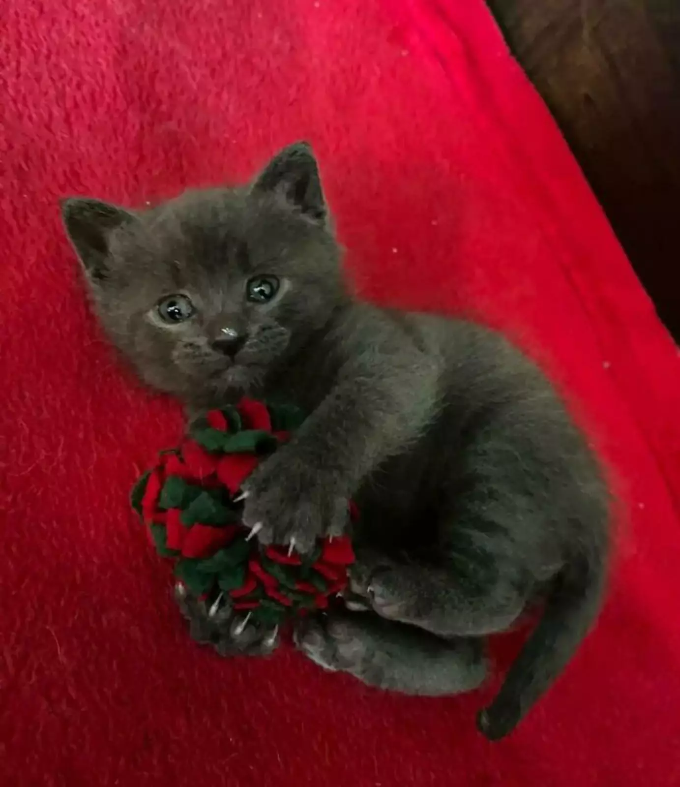 «Совсем недавно нашел этого малыша рядом с моим домом и забрал его». «Совсем недавно нашел этого малыша рядом с моим домом и забрал его».