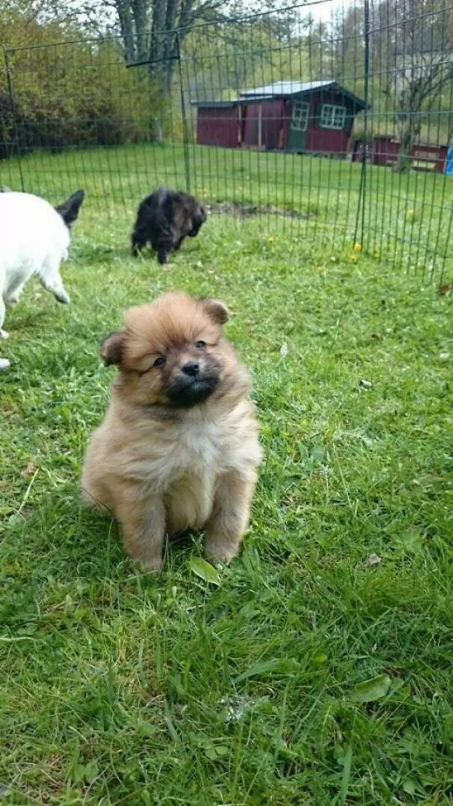 «Фотография, которую я сделала в тот день, когда забрала его из приюта». «Фотография, которую я сделала в тот день, когда забрала его из приюта».