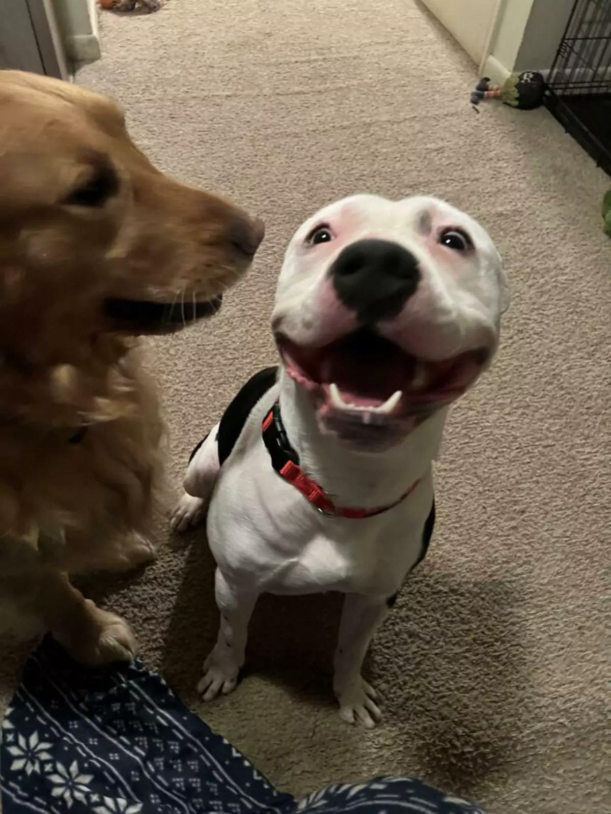 «Наш Питти из приюта! Самый счастливый мальчик». «Наш Питти из приюта! Самый счастливый мальчик».