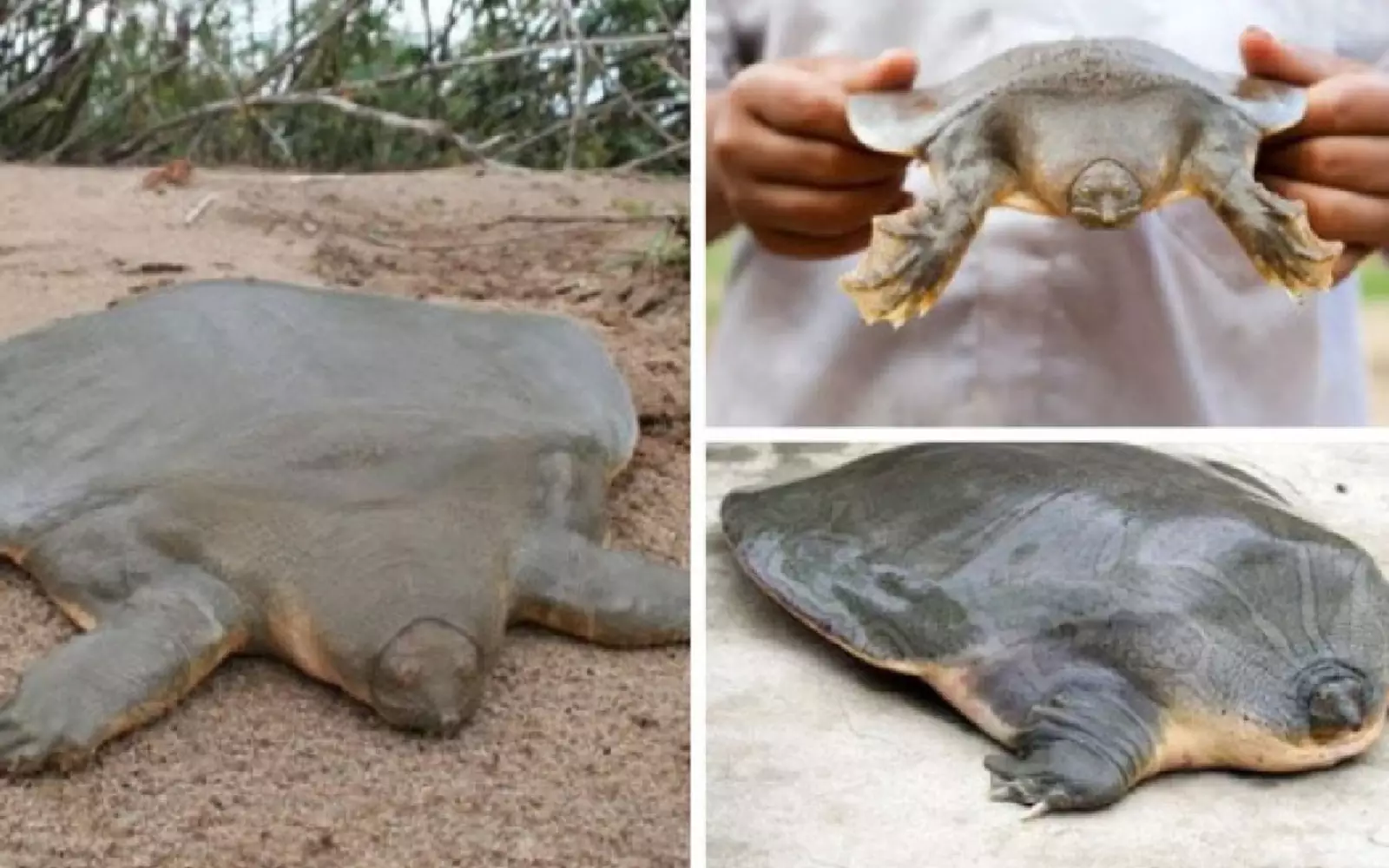 Черепаха Pelochelys cantorii (Asian giant softshell turtle).