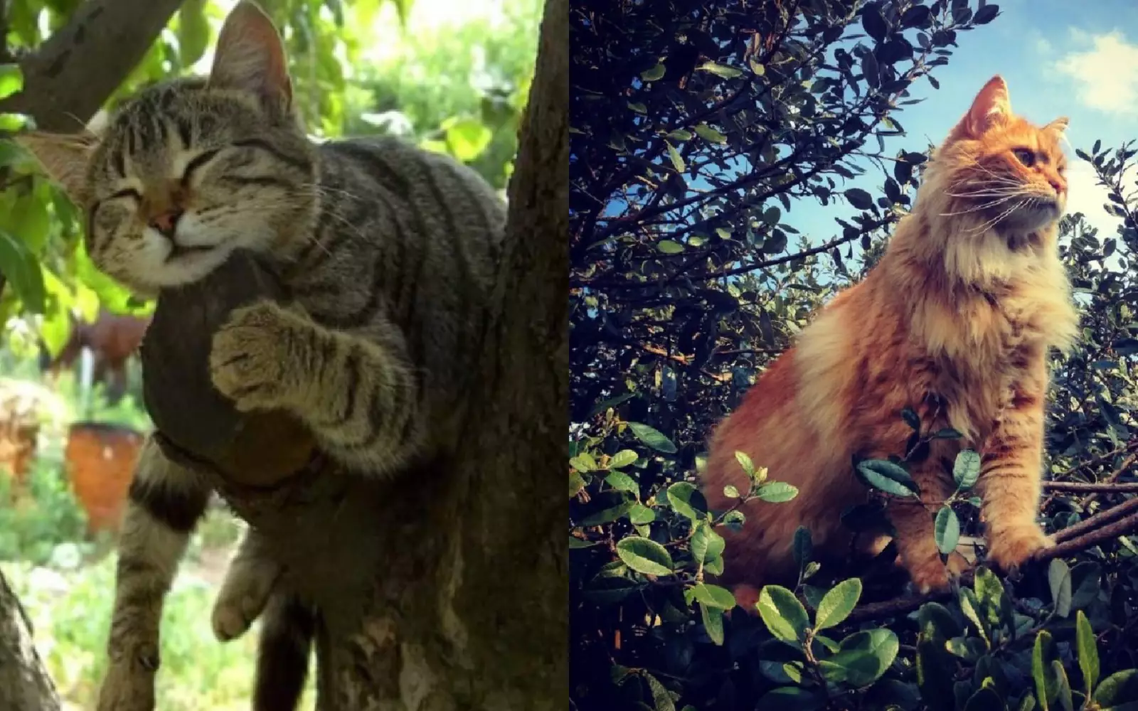 Коты, обожающие лазить по деревьям. 