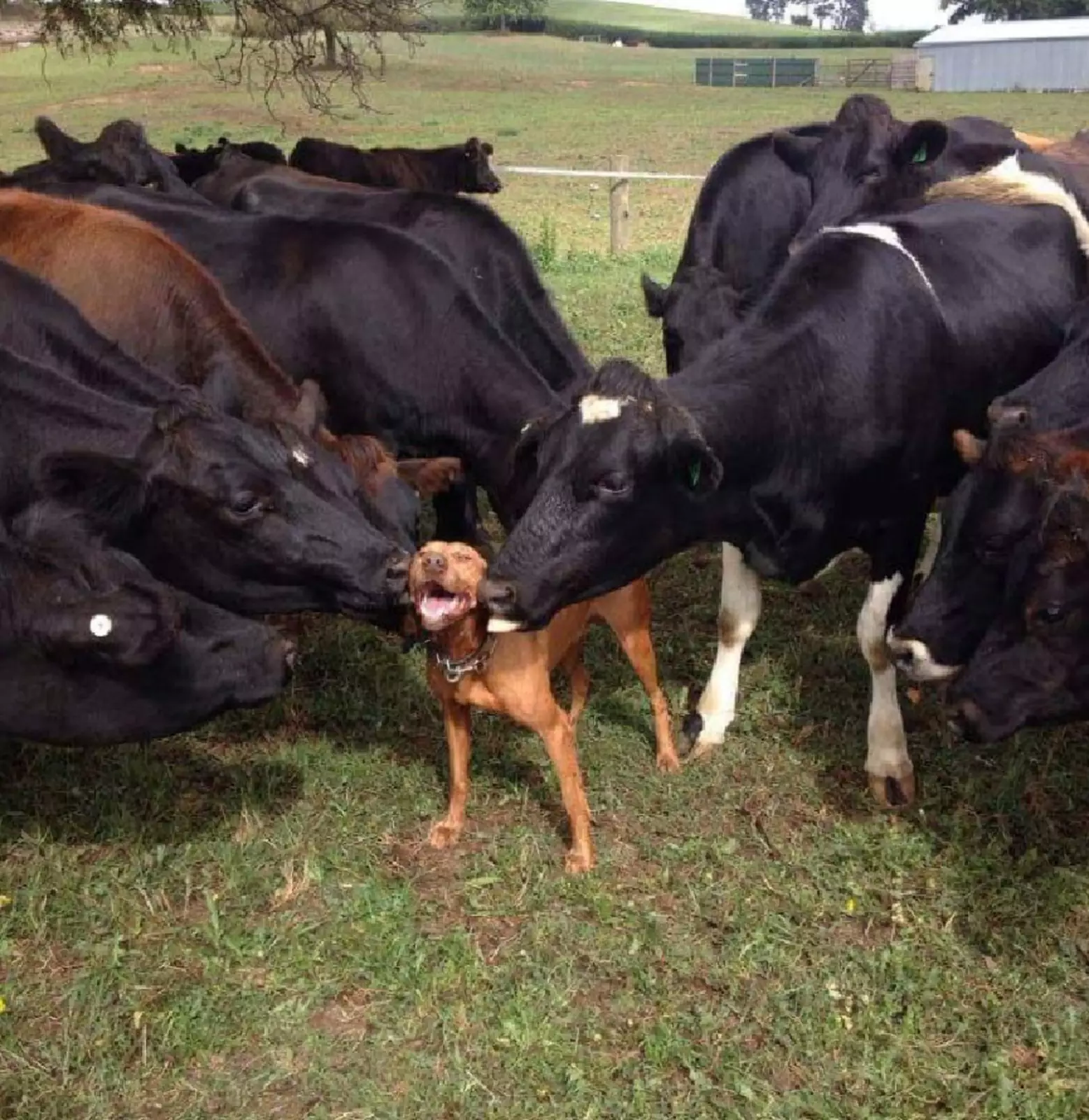 Многие коровы очень дружелюбны.