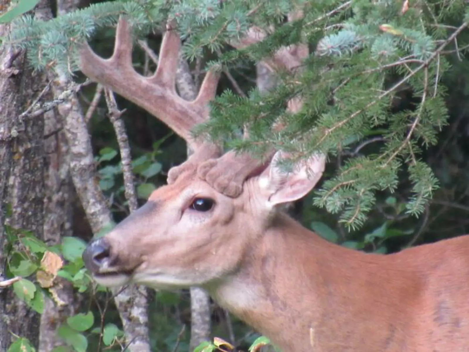 «Жена сделала это фото оленя и сказала, что основание его рогов похоже на кошачьи лапки. Не могу это развидеть». «Жена сделала это фото оленя и сказала, что основание его рогов похоже на кошачьи лапки. Не могу это развидеть».