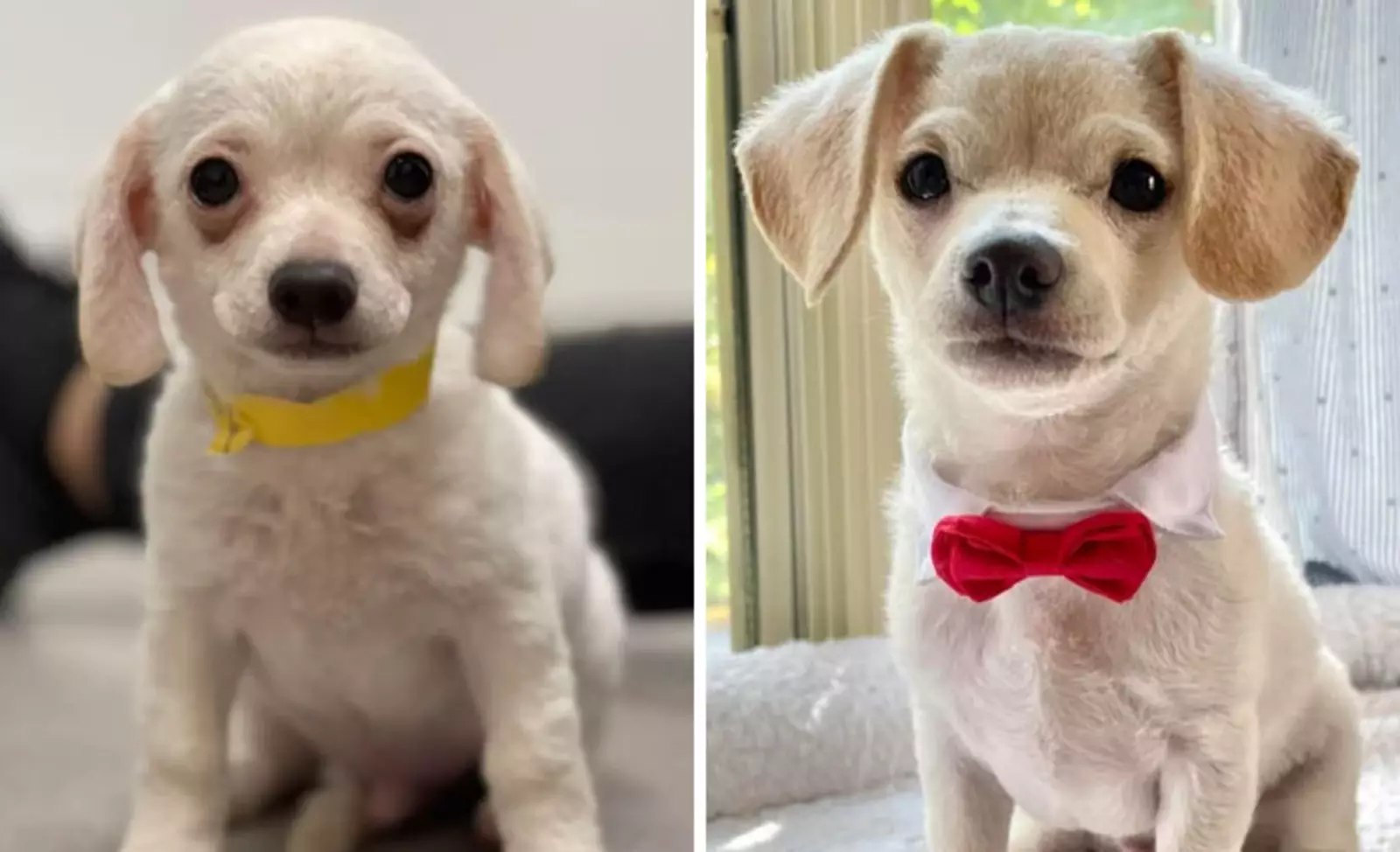 «День, когда мы забрали его из приюта и два месяца спустя». «День, когда мы забрали его из приюта и два месяца спустя».