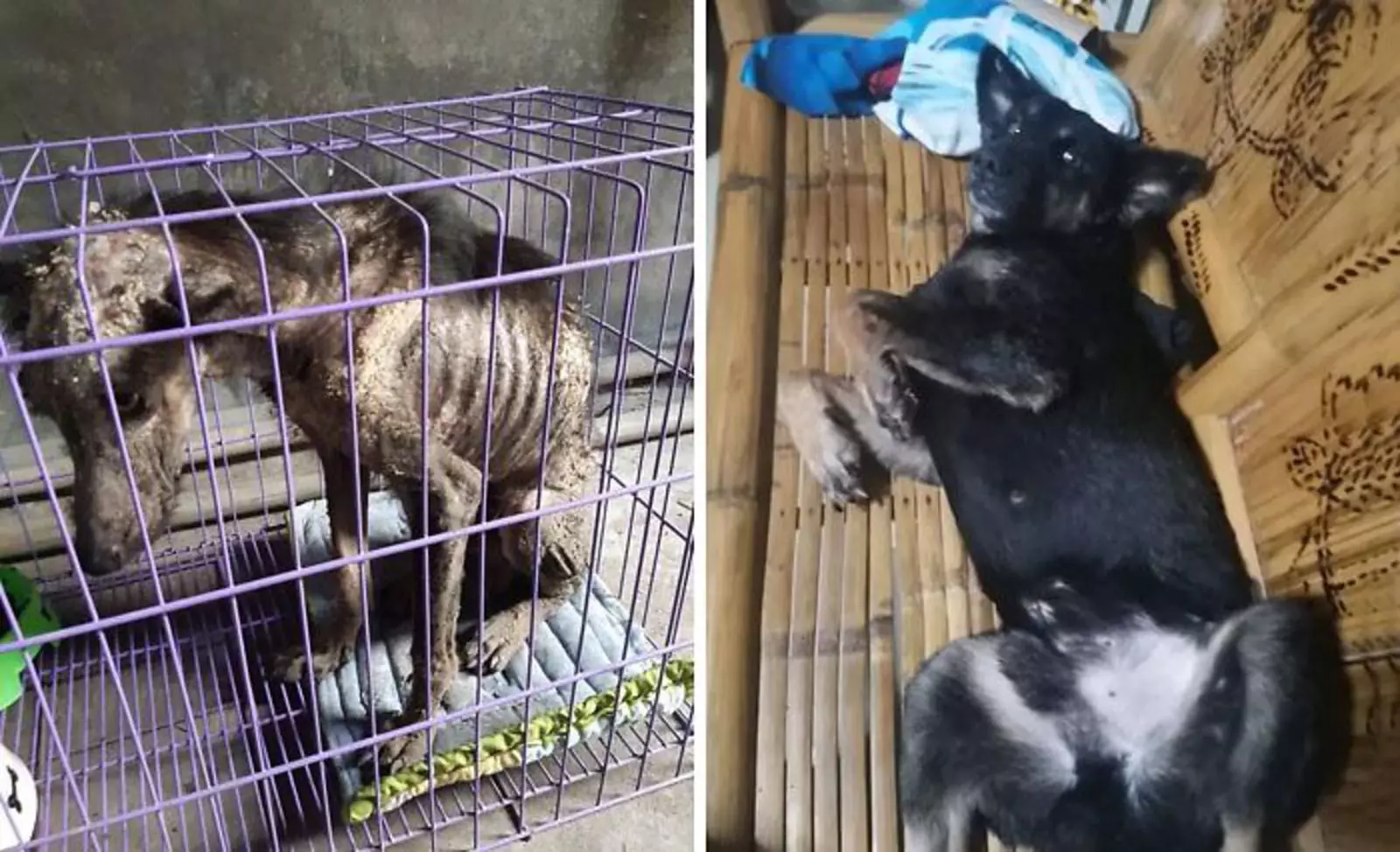 «Познакомьтесь с Норкисом». «Познакомьтесь с Норкисом».