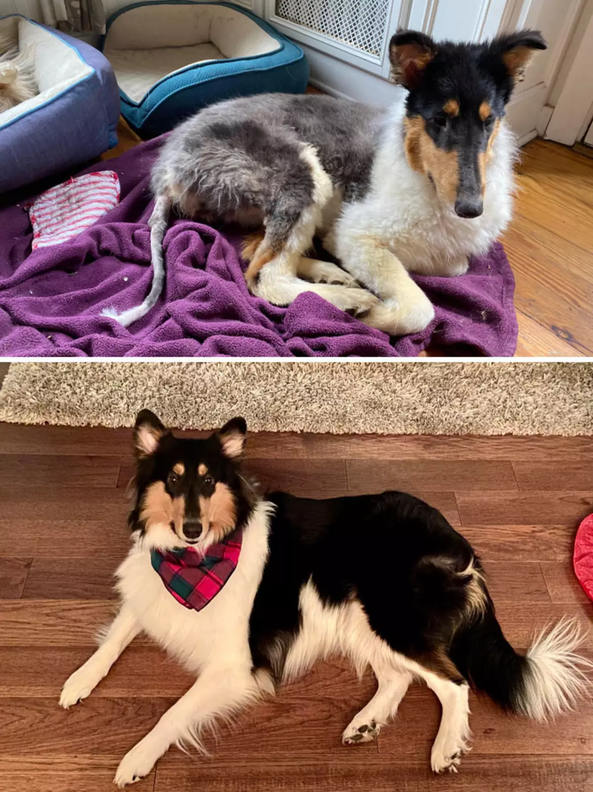 «Назвала ее опоссумом из-за лысого хвоста, но теперь это прозвище неприменимо». «Назвала ее опоссумом из-за лысого хвоста, но теперь это прозвище неприменимо».