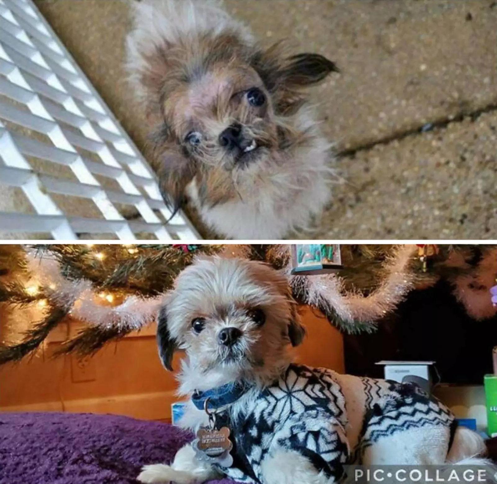 Трудно поверить, что на этих фото одна и та же собака. Трудно поверить, что на этих фото одна и та же собака.