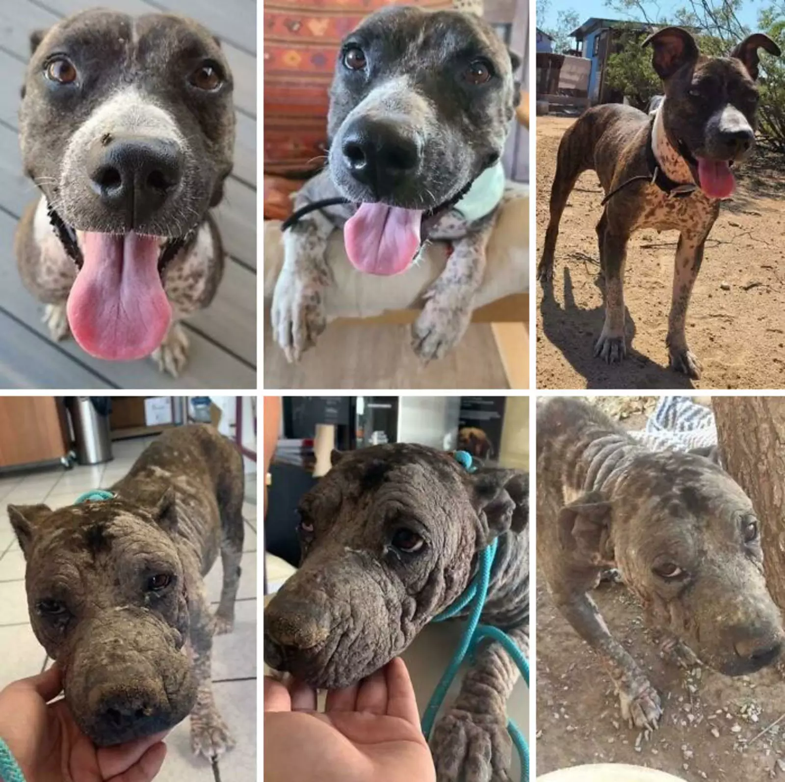 Это Ленор до и после спасения. Это Ленор до и после спасения.