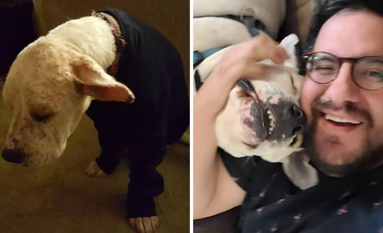 «От израненного и больного уличного щенка до красивого домашнего балбеса». «От израненного и больного уличного щенка до красивого домашнего балбеса».