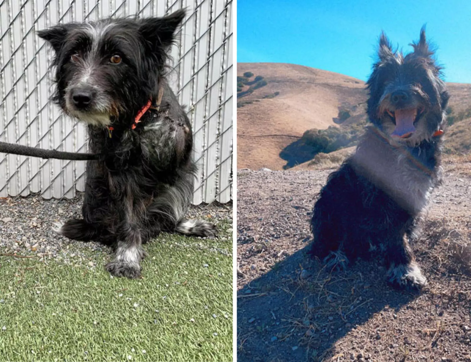 «Я забрал эту напуганную лохматую собаку из приюта через неделю после того, как ей ампутировали лапку». «Я забрал эту напуганную лохматую собаку из приюта через неделю после того, как ей ампутировали лапку».