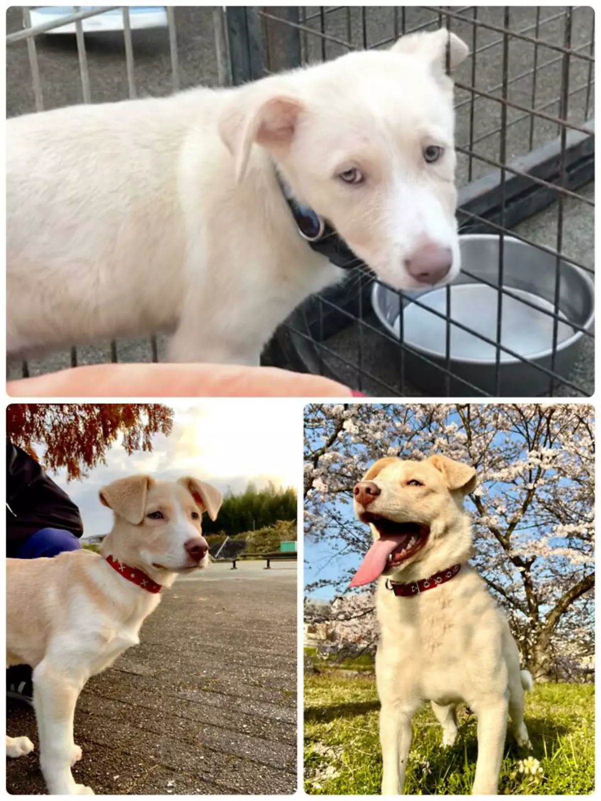 «От испуганного щенка до красивого и доброго мальчика, живущего своей лучшей жизнью». «От испуганного щенка до красивого и доброго мальчика, живущего своей лучшей жизнью».