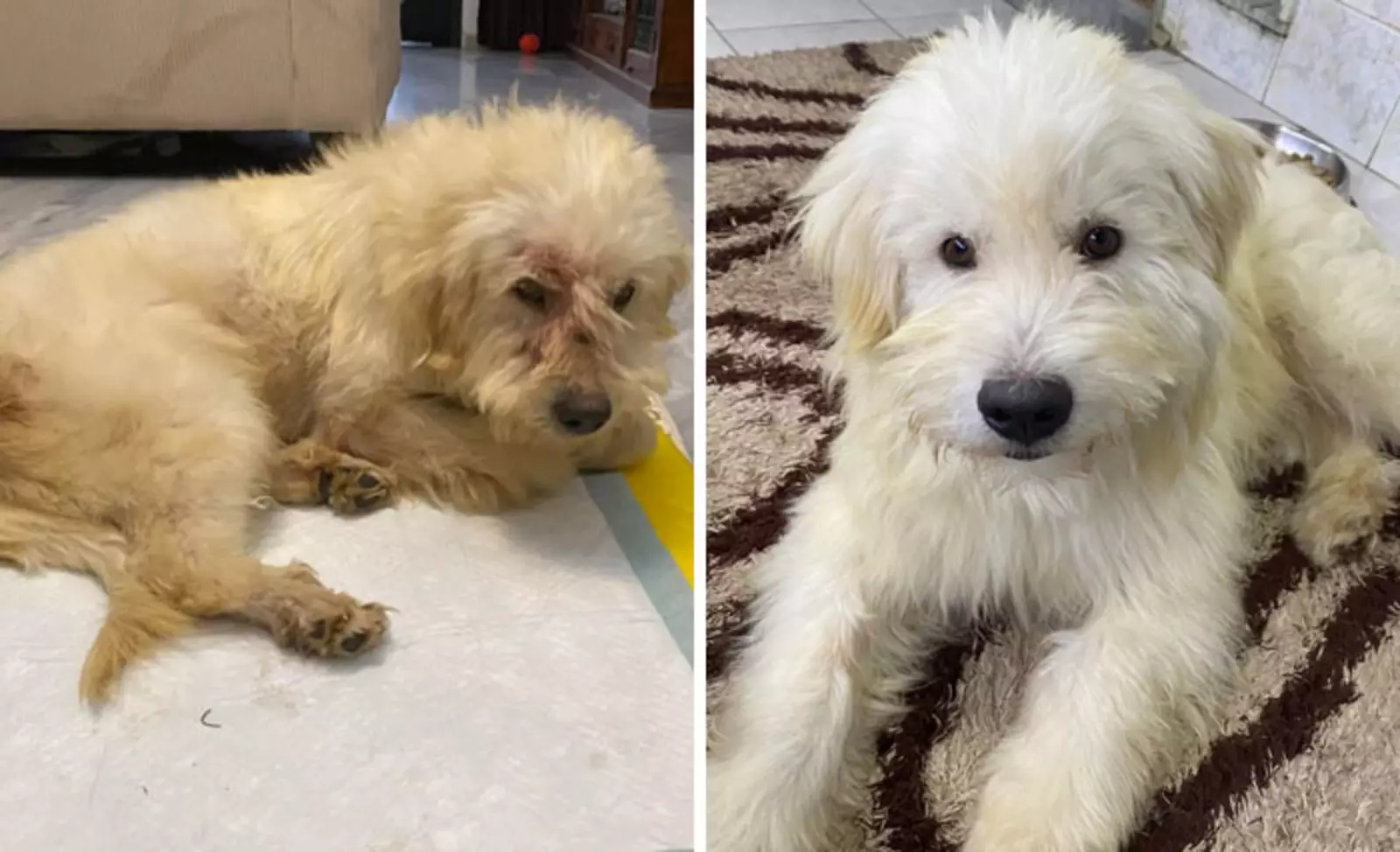 Тедди много лет прожил в приюте, но теперь у него любящая семья в Канаде. Тедди много лет прожил в приюте, но теперь у него любящая семья в Канаде.