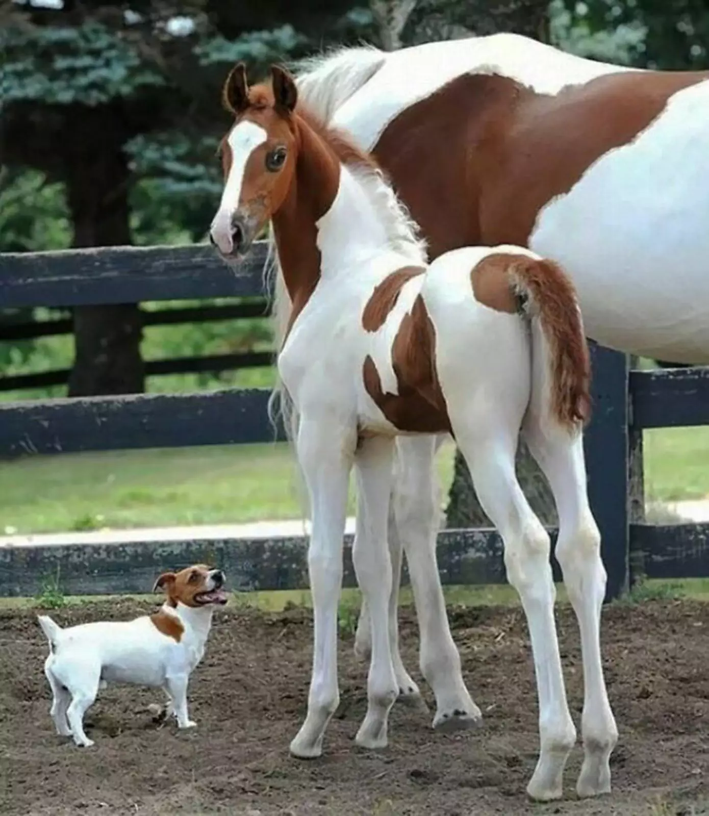 Кажется, пёсик думает, что он тоже лошадка.