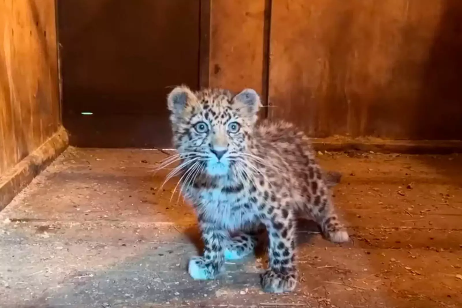 Котёнок леопарда.