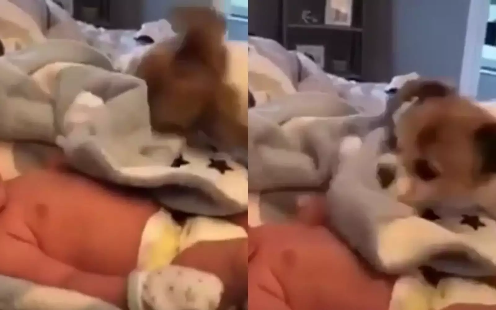 Щенок накрыл ребенка одеялом.