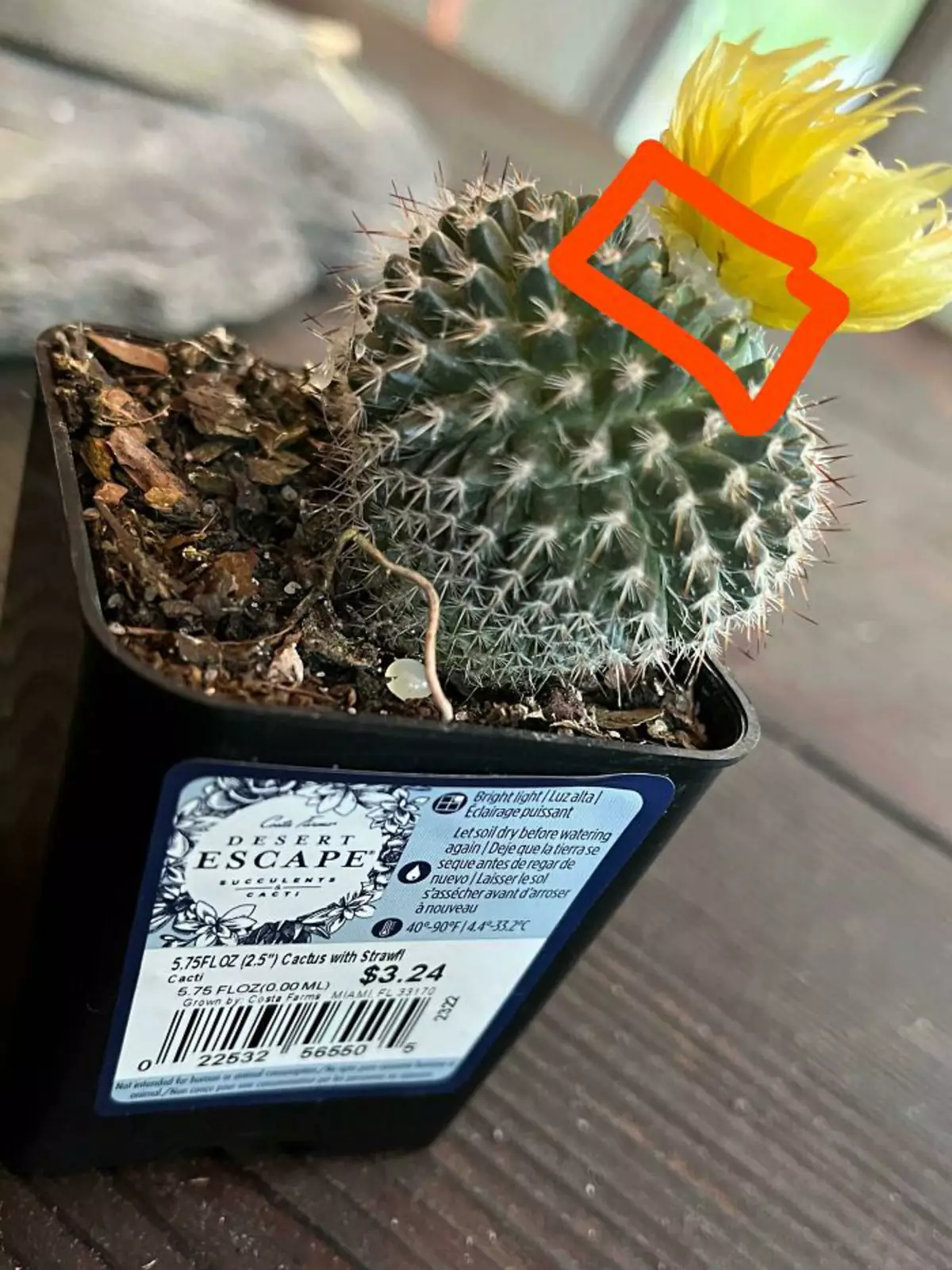 Приклеенный цветок на кактусе из Walmart.