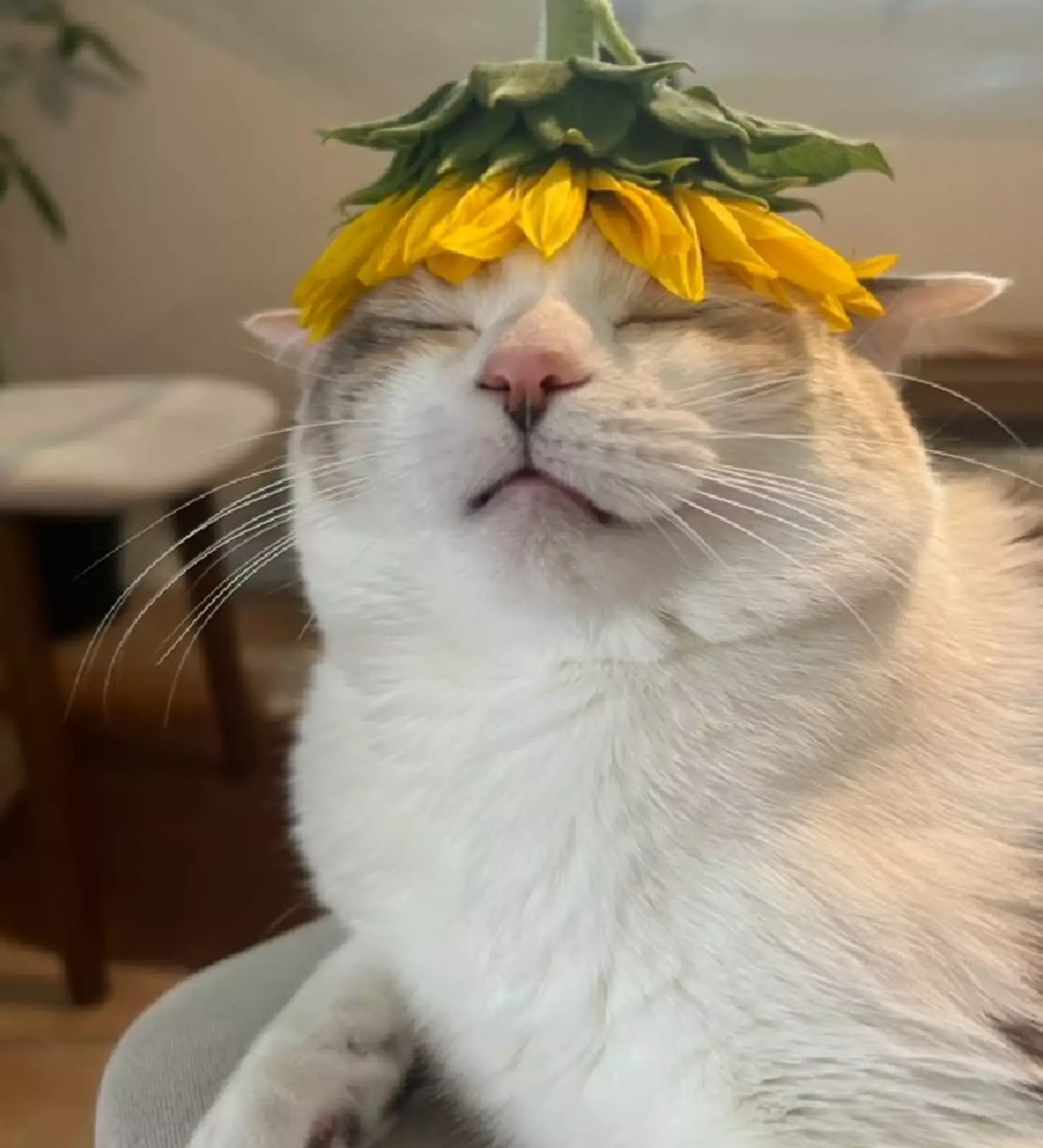 Котейке очень нравится его новая шляпка из подсолнуха.