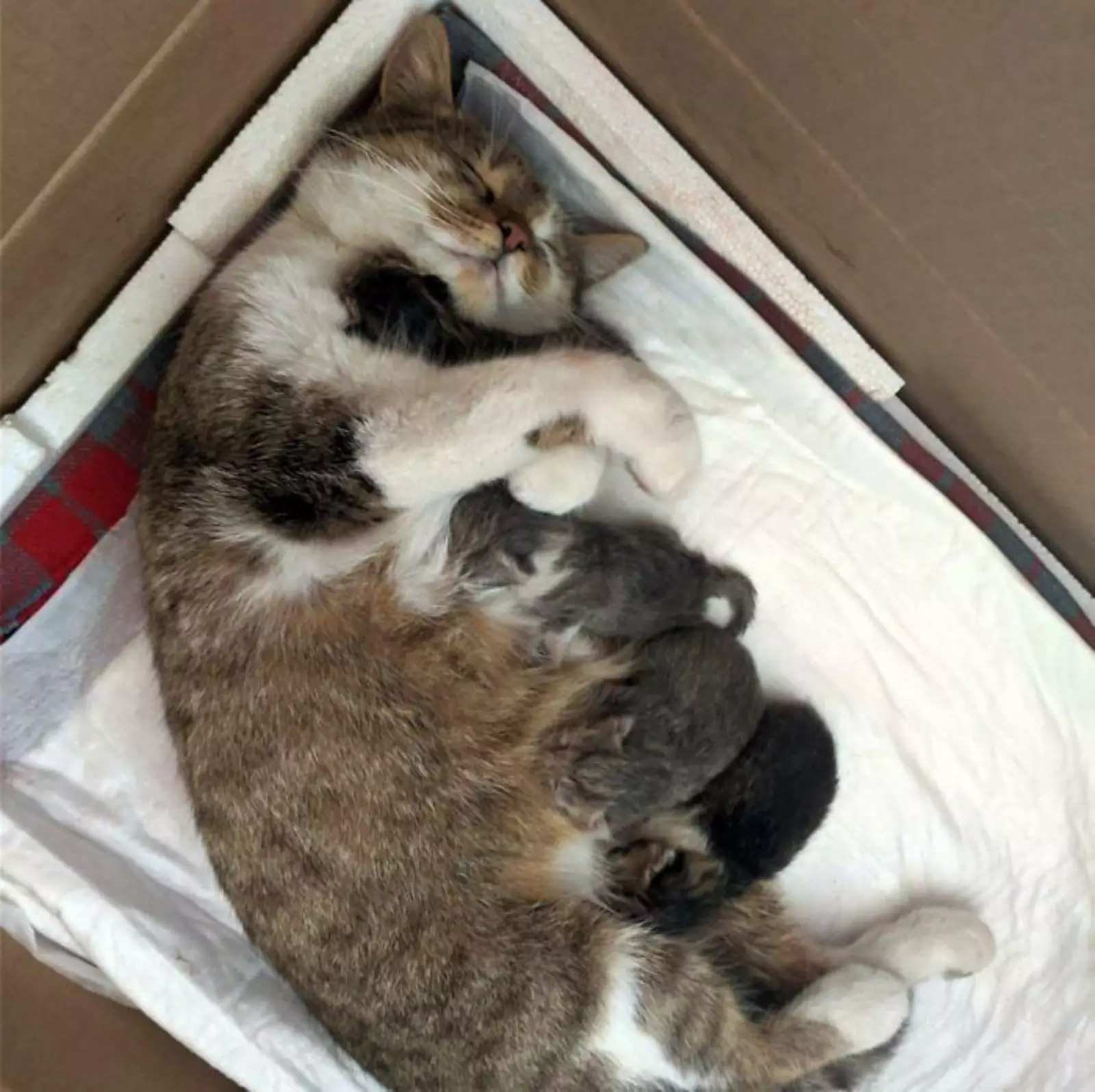 «Сегодня наша кошка родила четырех котят, и ее „лицо“ в момент, когда она обнимает своего ребенка, — одна из самых красивых вещей, которые я когда-либо видела».