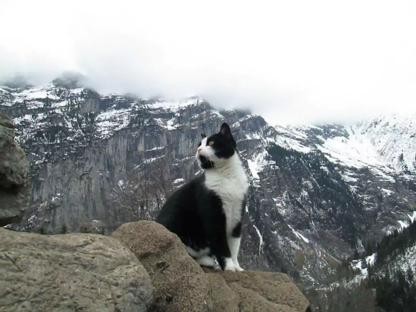 «Кот, который помог мне спуститься с горы, когда я заблудился в Гиммельвальде, Швейцария».