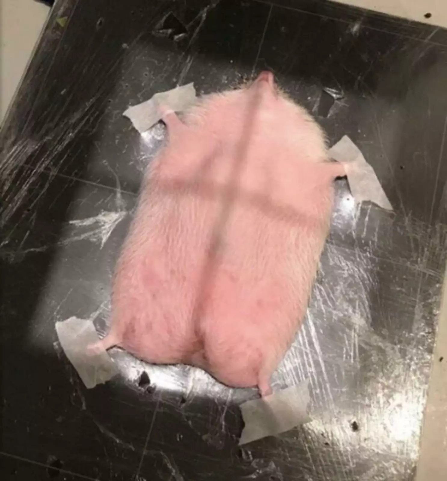 Ежику делают рентген. Ежику делают рентген.