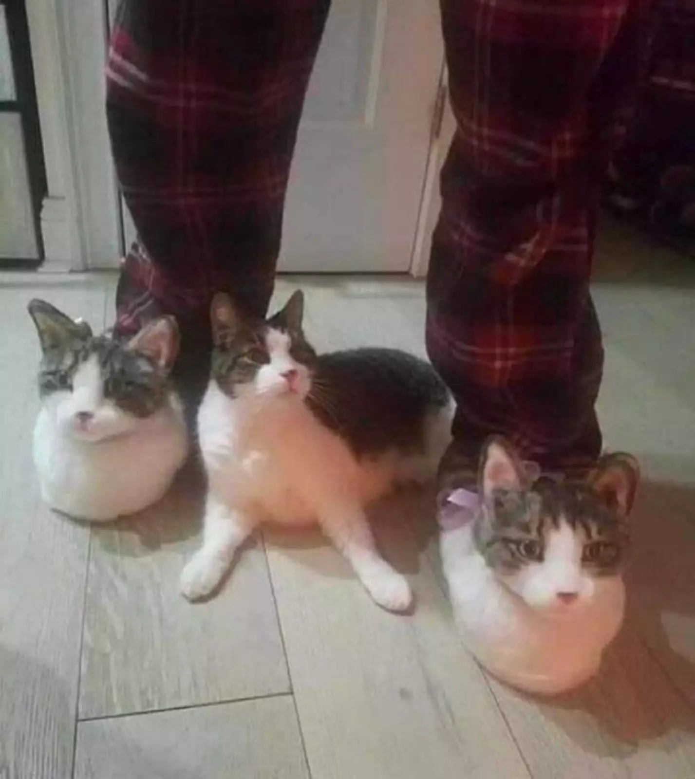 Кот и его братья-тапки.