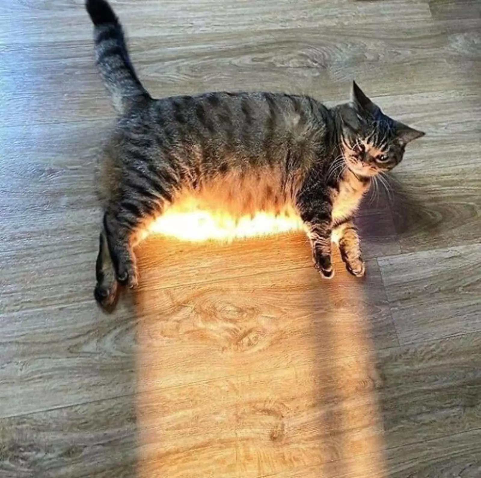 Толстый котик излучает свет.