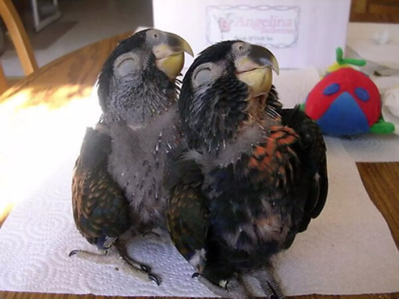 Счастливые попугайчики.