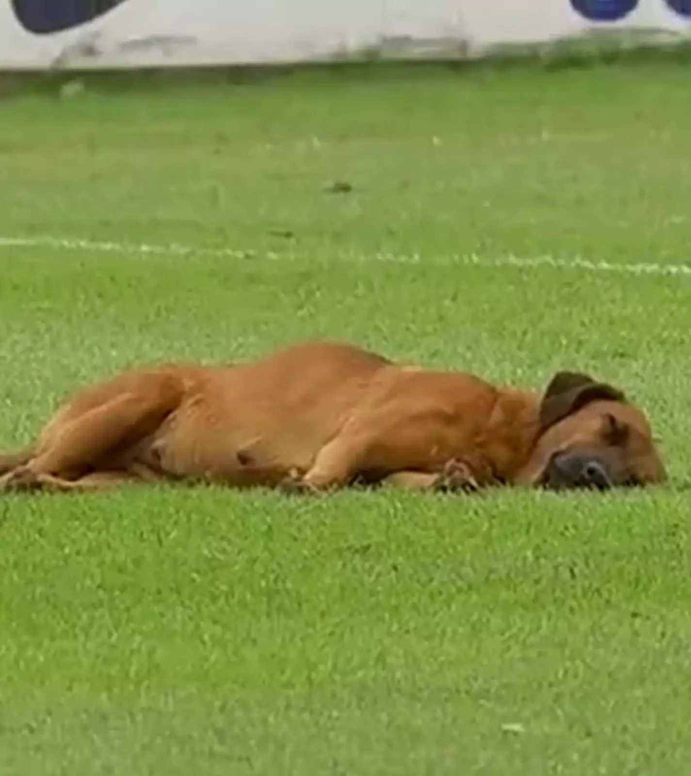 Собачка нашла себе идеальное место на мягкой зеленой траве и крепко уснула, совсем не думая о том, что может кому-то помешать. 