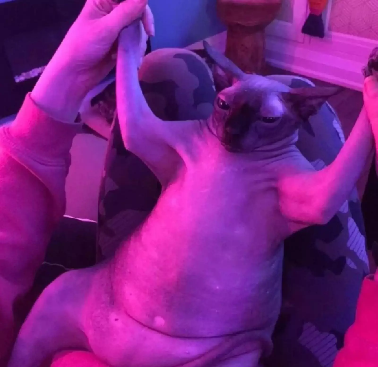 Кому-то пора в спортзал. Кому-то пора в спортзал.