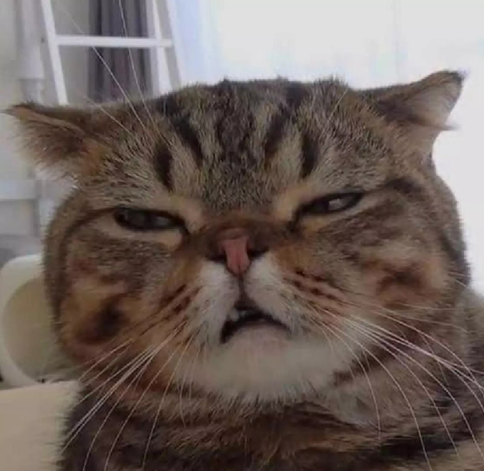 Что значит, у нас закончился мой любимый вискас? Что значит, у нас закончился мой любимый вискас?