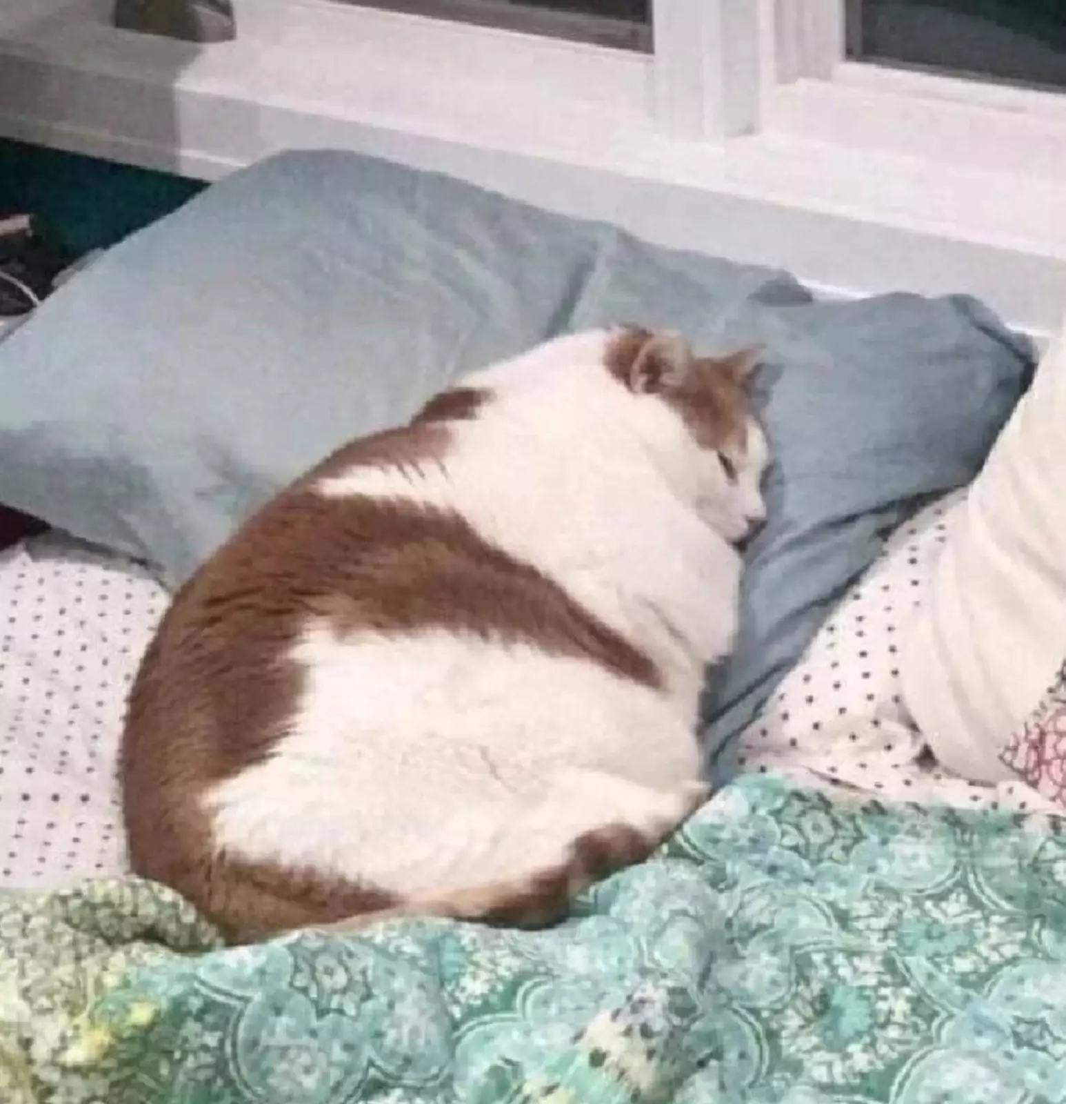 Котик, имеющий идеальную яйцевидную форму. Котик, имеющий идеальную яйцевидную форму.